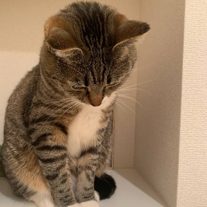 667133af 5c31 4217 aa02 d32e3083bbb0 1616421272121