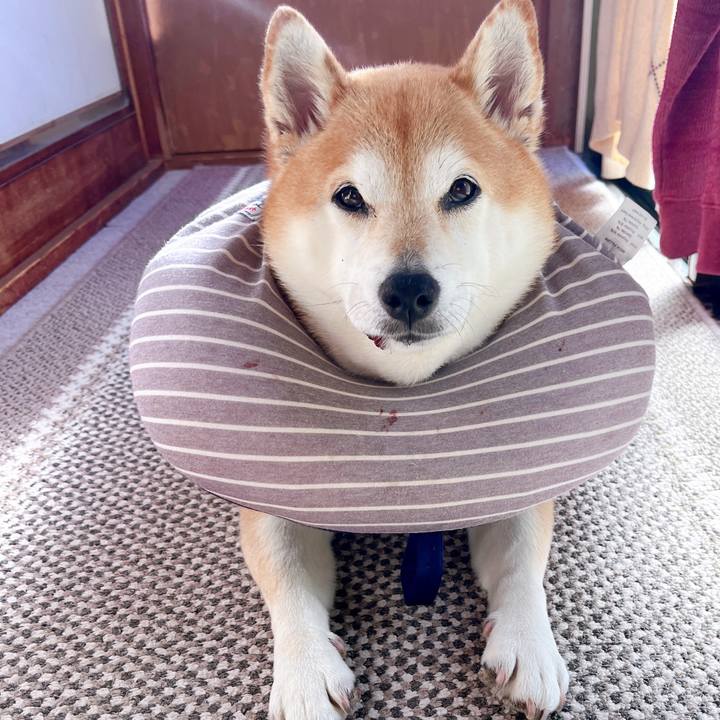 6673e226 cbbc 4383 91ad c970398d4662 1702899209541