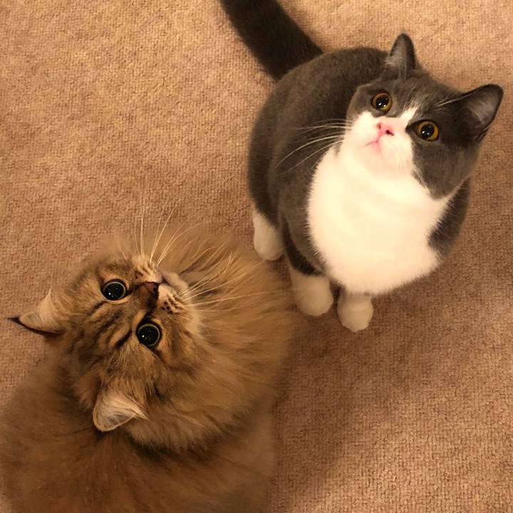 667601b9 fd3a 4fcb a23d 4826595b2620 1539620082499