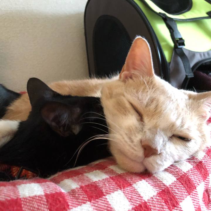 66797252 bf67 4caa 8ab5 752cb2896c78 1553132259263