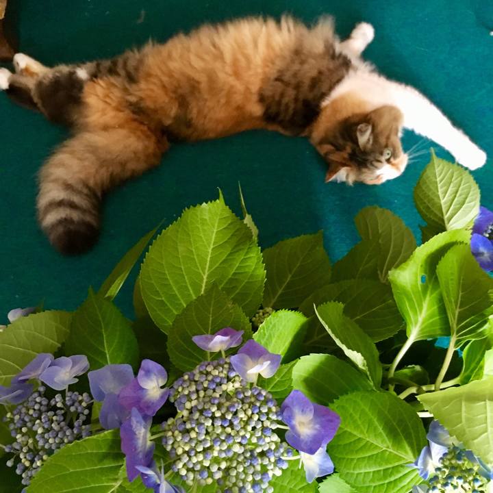 667a3c32 cf29 443f ab06 0ef531c83822 1562036951497