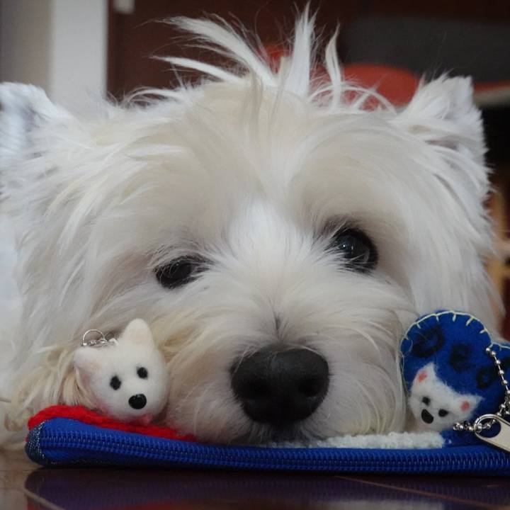 667f5d0e 74e0 41ae 8385 0b9ca234251c 1532054939972