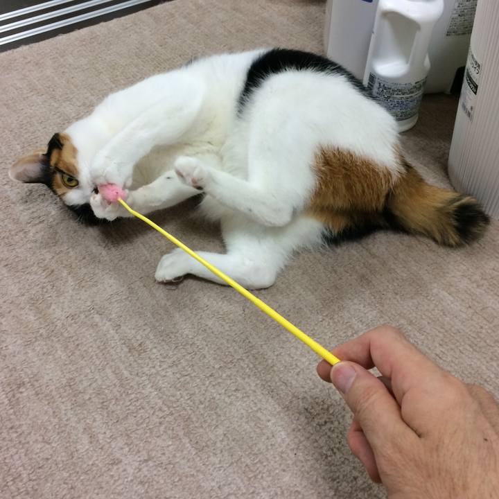 667f80c7 70b0 4077 a7f9 33ae3436b4a4 1514380213199