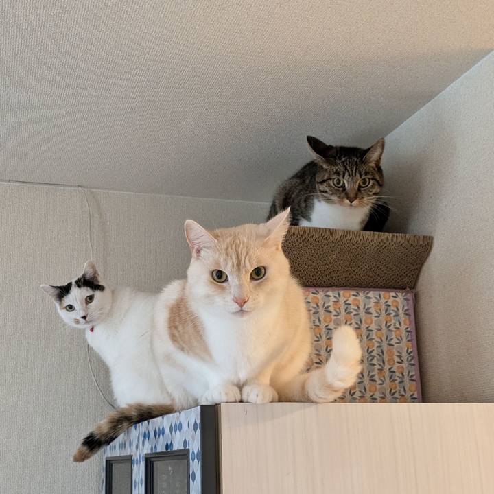 6683838d 9b0f 40b0 bd23 9d6fc9559b3e 1731662590496