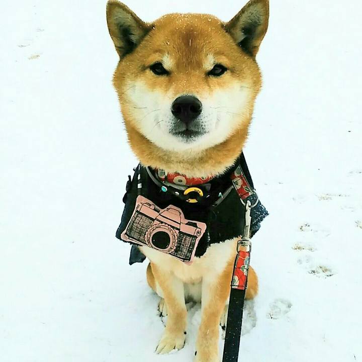 66838fb8 f420 477e a620 1c7fb7a317b1 1549673416057