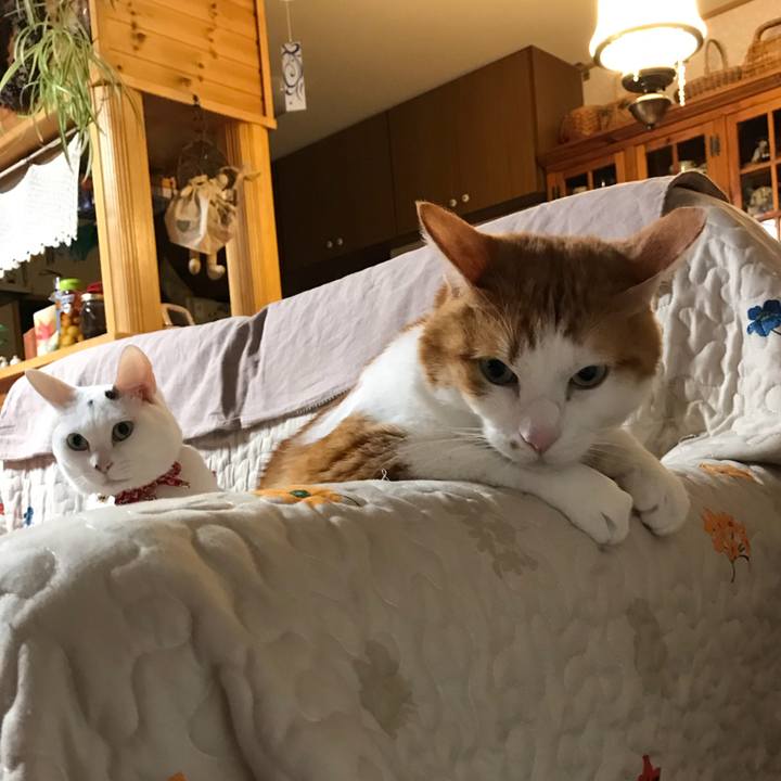 6683b1f2 d14f 4fcd 8136 cc8200b6ef13 1546782924323