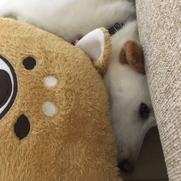 6683c329 bddc 4429 a4e6 241b8a627e9e 1512989685970