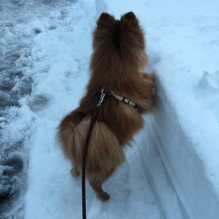 668556ba e03c 4e8b a09d e529c724e5ef 1516000767548