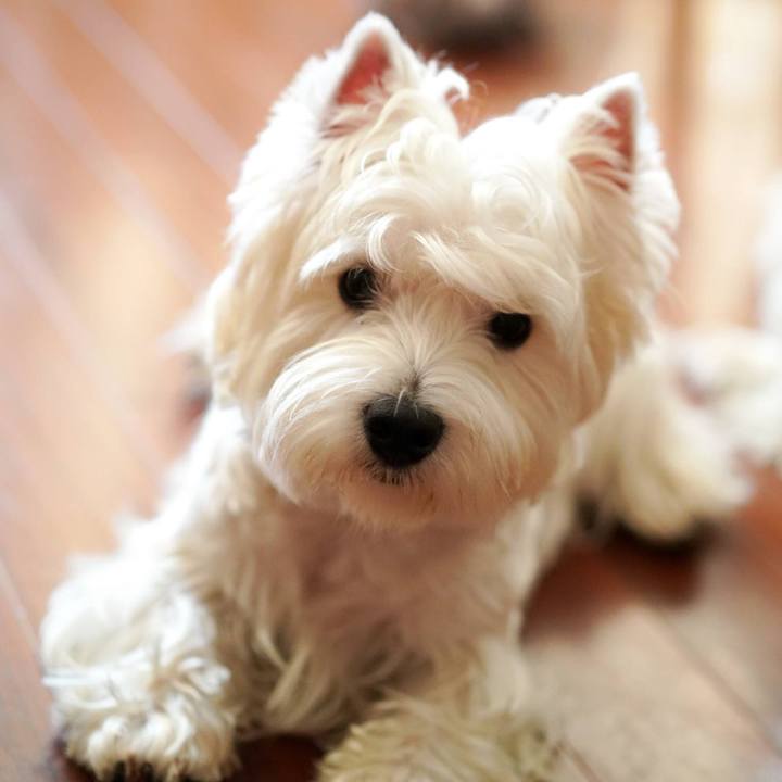 6686c690 9d08 4a34 930a b6229735fe94 1512945409791