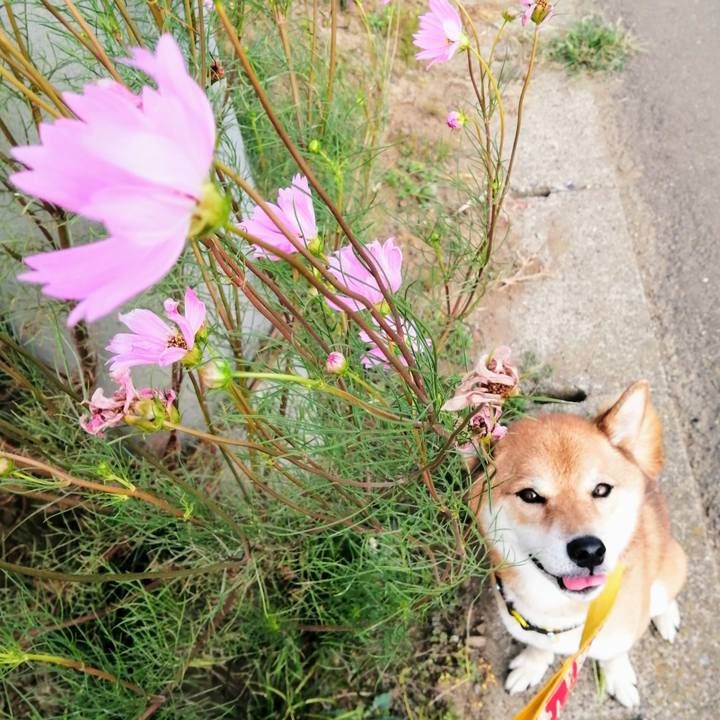 668b6e72 c135 444a bec9 d48fd4387772 1598052390313