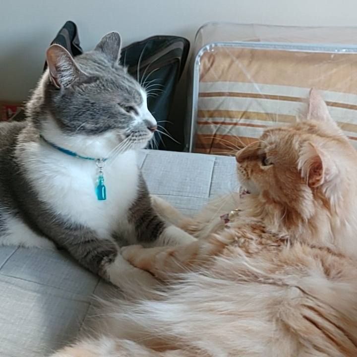 668d2e13 80a4 40f4 bd41 18b545a371b5 1662287950292