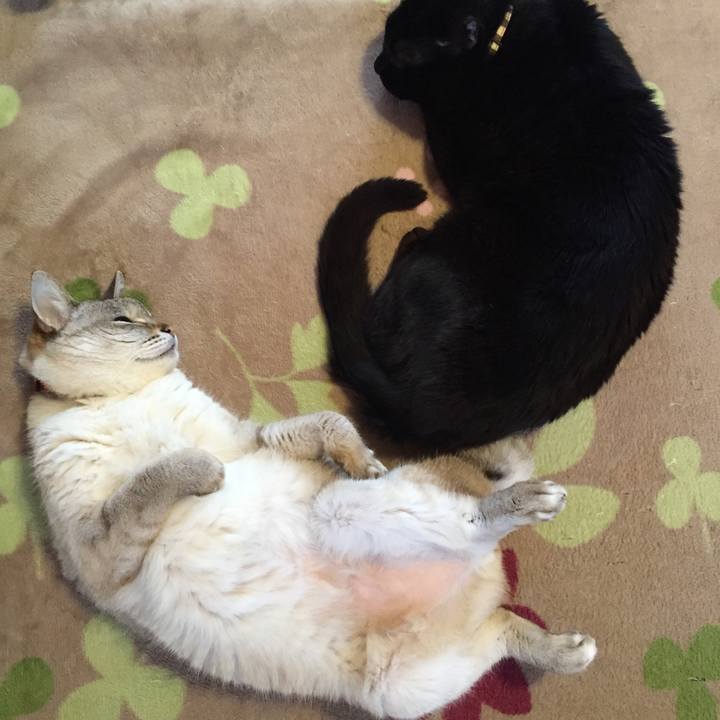 6693761c 075b 499c a5e0 b06cd533d1d4 1526420110185