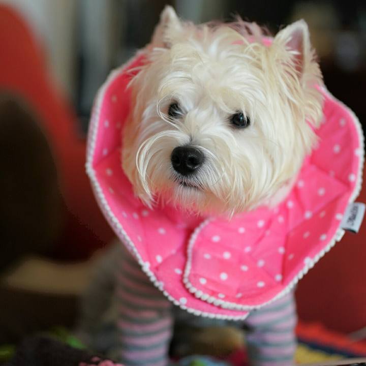 669506f9 a058 4064 92d2 725bcee3910c 1513074816139