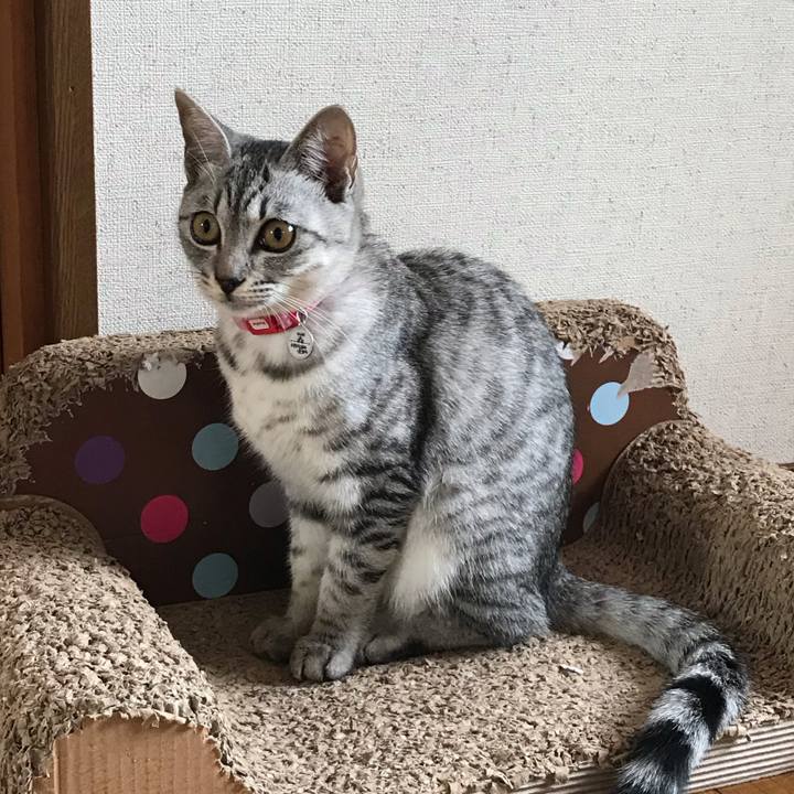 66976bd6 fa09 48ae 86eb bf8c39c44e11 1576047034185