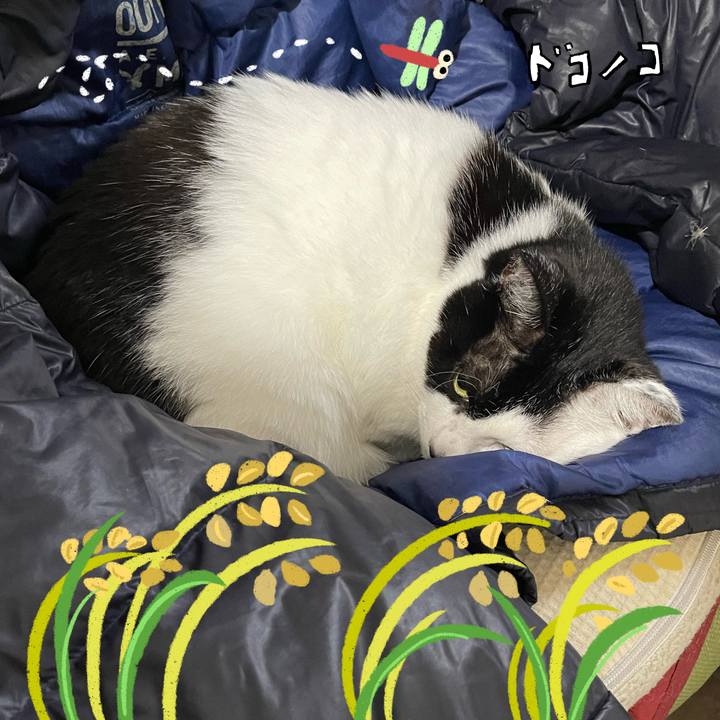 6698b2d5 3b70 480a 8e2d 6d191558007e 1762382752901