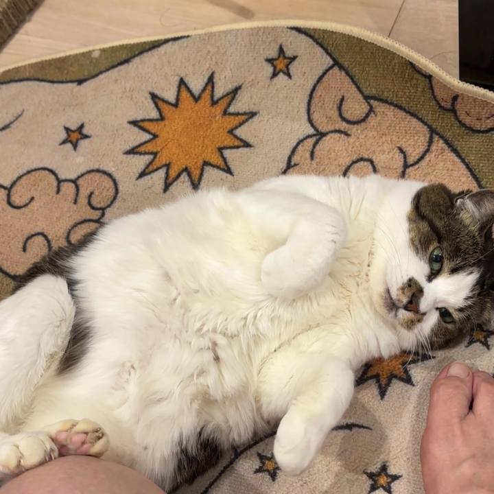 669924ec 303c 4570 bef2 bfe270886b9b 1771593922486