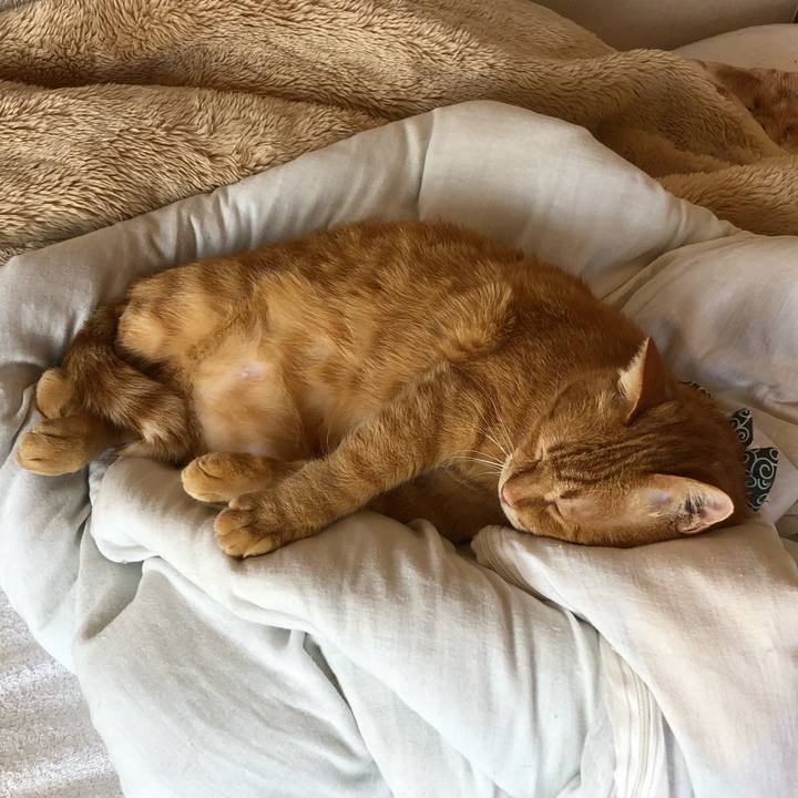 66a04cec 9829 43f9 8063 821a420c8714 1588381416117