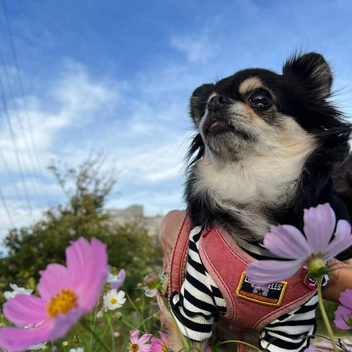 66a081cf c6c4 4e81 af1e 1c0149207b44 1665442262213