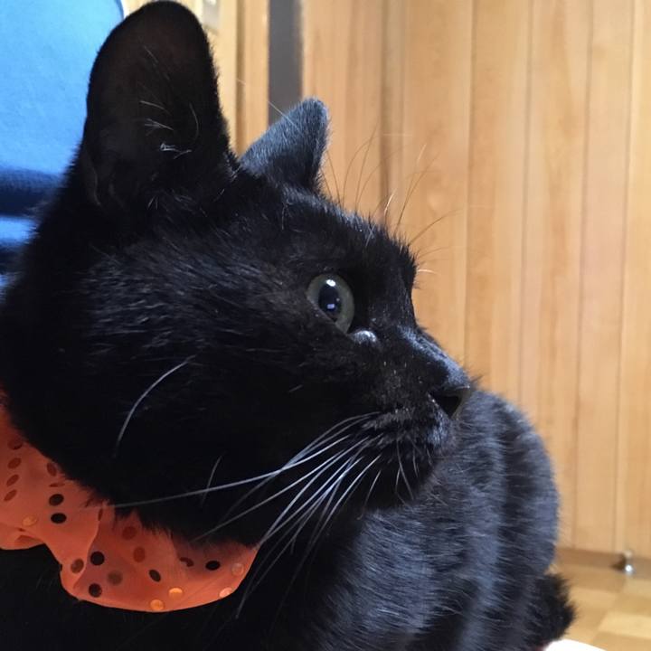 66a2c780 bfb0 4a97 9300 4919be6d9773 1539254357843