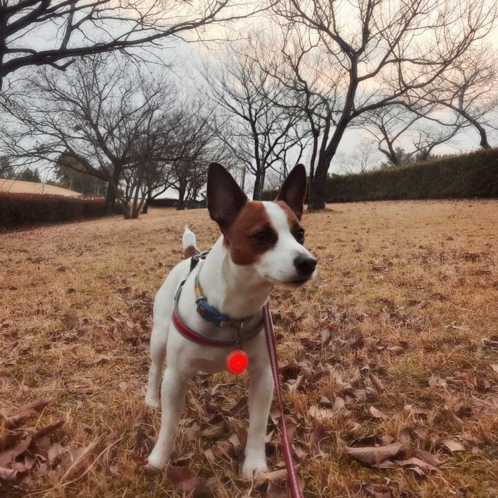 66a2d21a 525a 4f5c bc90 c098e15b1c27 1519485148199