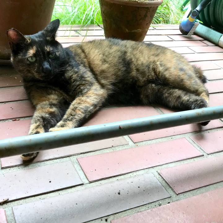 66a36d34 e702 4a32 93e7 2a18230cd295 1533085036708