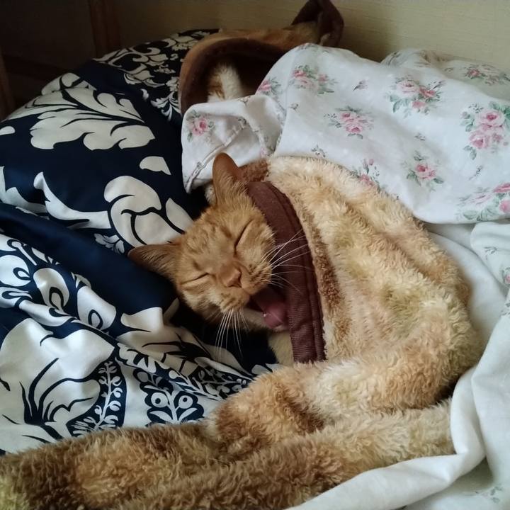 66a48a83 e972 489b ba62 8c5b98d4065c 1619518336158