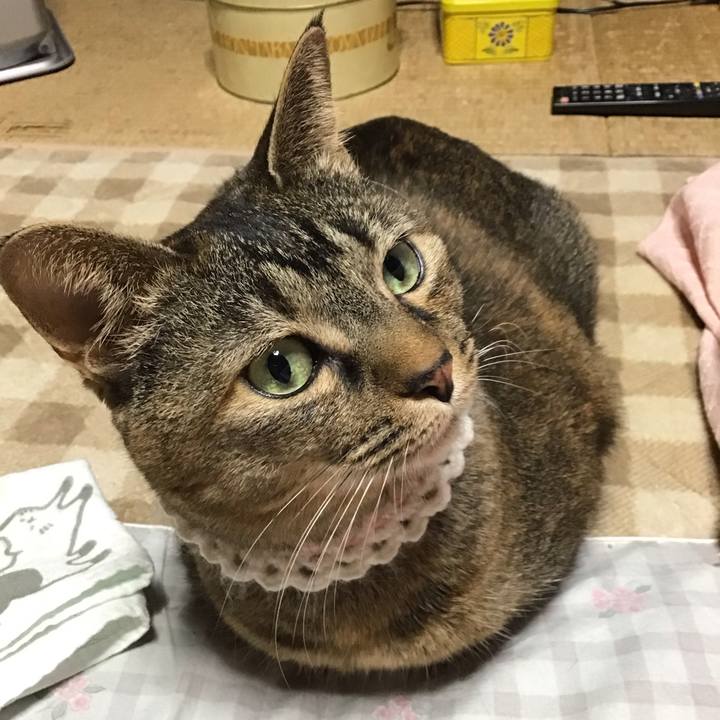 66a4c655 76a4 44fb be2d e706c210b21a 1739958535051