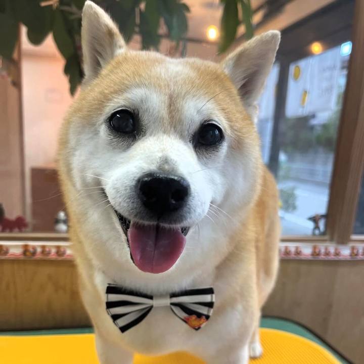 66a56a01 0223 476c 9ee0 de4c08c331de 1764297194978