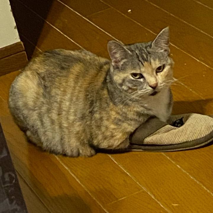 66a72ed4 c8bd 40e9 a4a6 e5520a69df9f 1621610420458