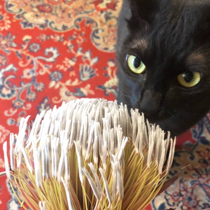 66a760d8 54ae 4b7c ac64 8a29e350d1ee 1538693742419