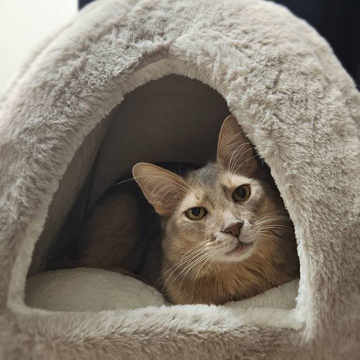 66ab0f29 60c2 46c4 8130 1a076fc7ba8c 1763693676843