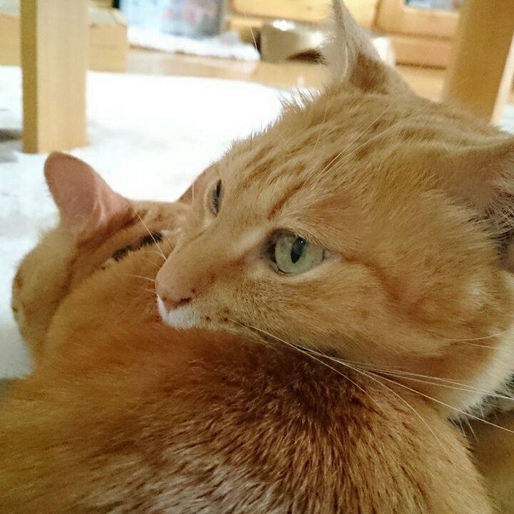 66ae9686 090e 4b6e a622 d261764960b0 1543725373919