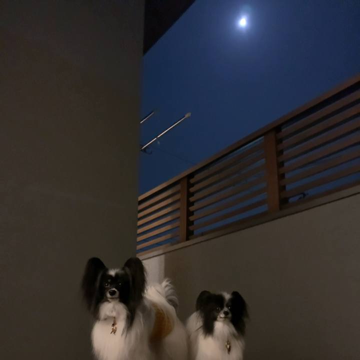 66aecdad f88b 41ab 924d 6e41cdd38dd0 1601559082296