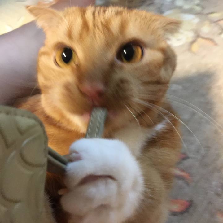 66af4383 dccc 4e19 90d3 b6fd6fe573fd 1525522749464