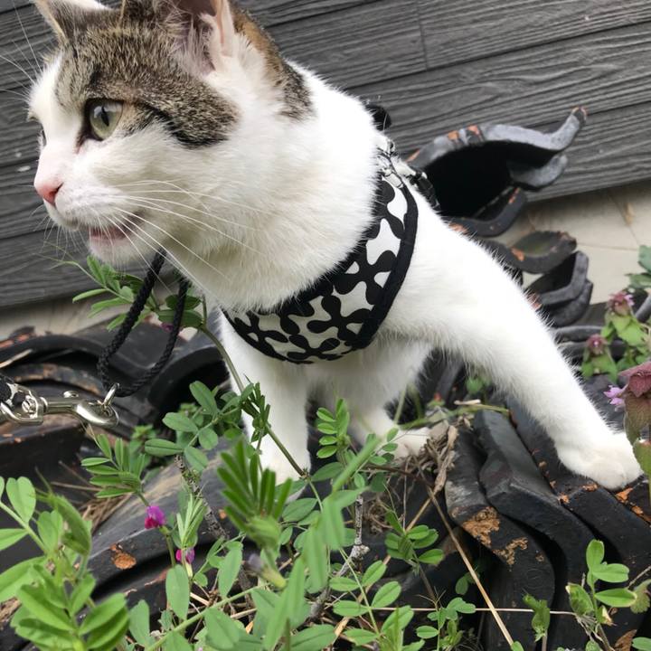 66afc7b0 5c32 4eab a7b2 6883f6f506c5 1525438961808