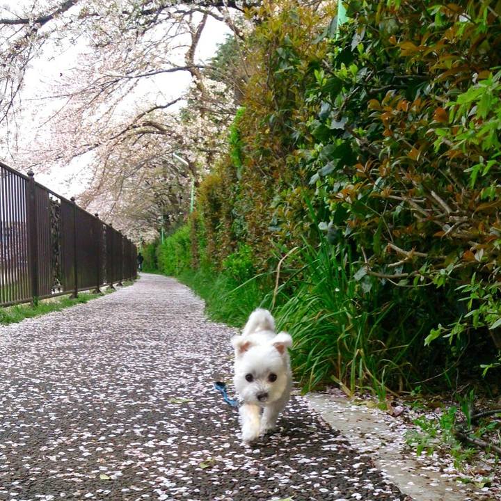 66b19fe8 a501 4e36 95b2 118a1ac7a317 1521867409260