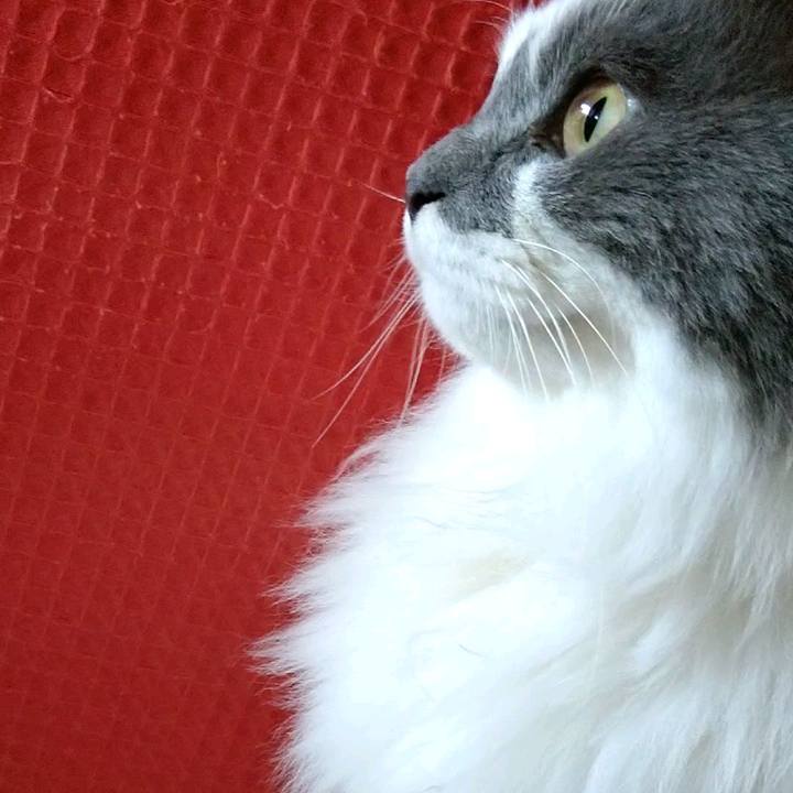 66b4084f 265e 40b2 9ff0 9c82efcf74ba 1586515407493