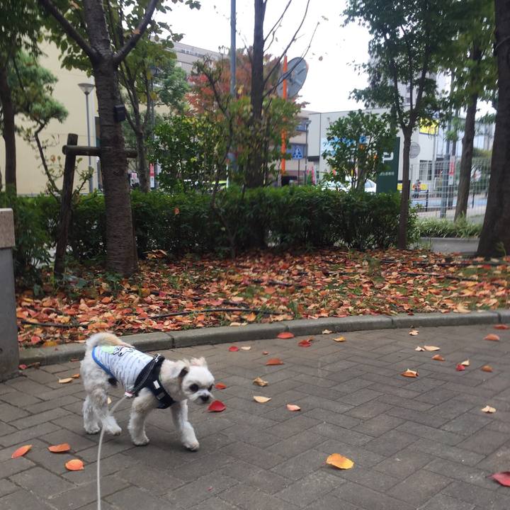 66b95fdd d36e 41d7 a22c f0967601c42a 1541312785406