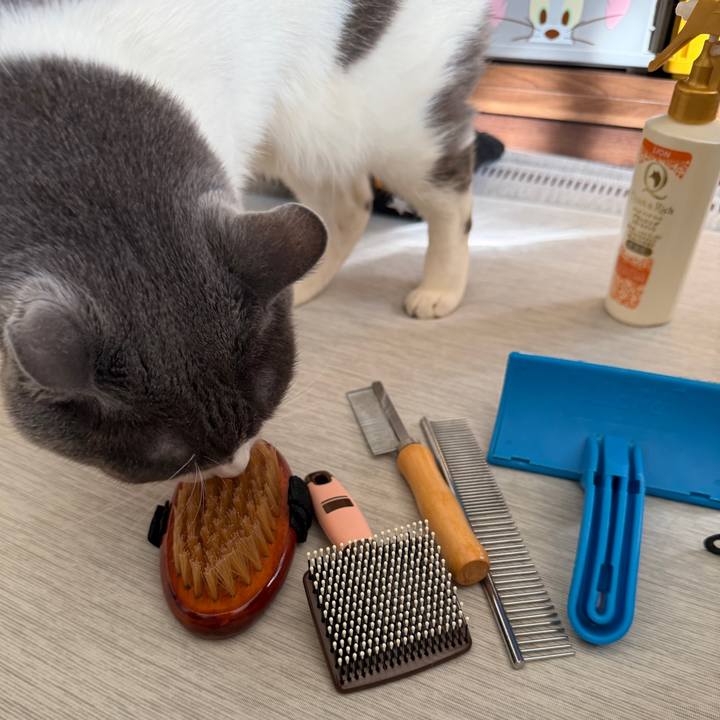 66bb63b5 58c9 4254 809f 11439c2382f3 1766900950045