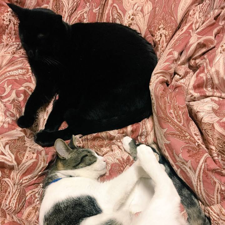 66bc034a da60 41bc 9a70 20f9c69434ba 1539432531248