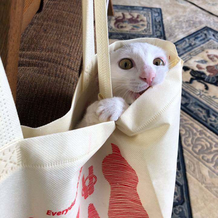 66bc3221 af85 4a8f b105 92c17062a8a7 1599708849236