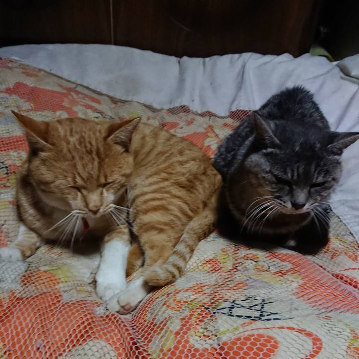 66bebe8f 6afa 441c 92a1 a5434bf0a815 1573734933102