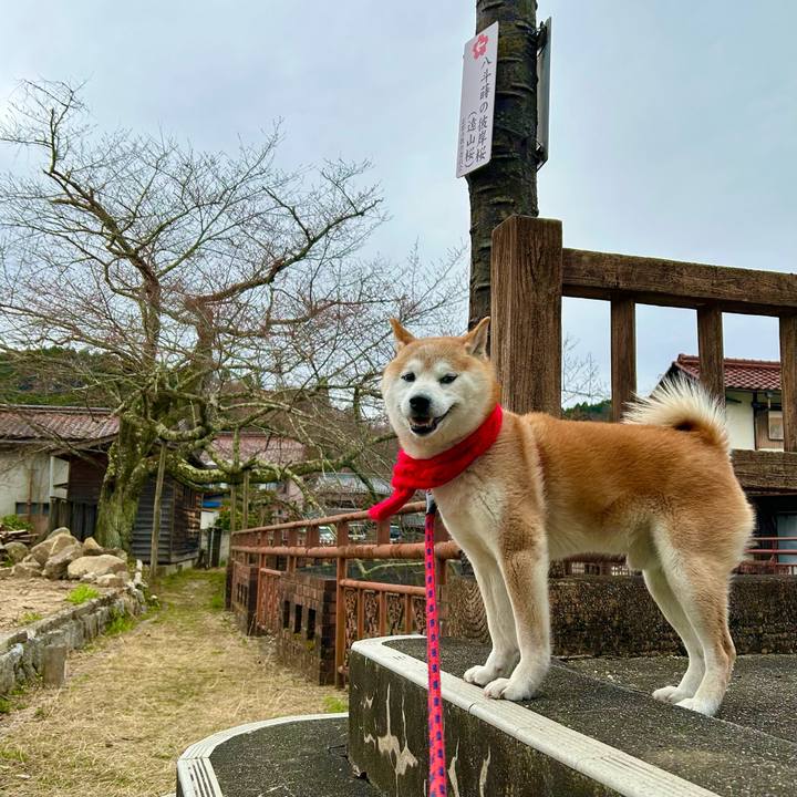 66bff114 d410 480f 9b18 64094f861f5f 1743411235513