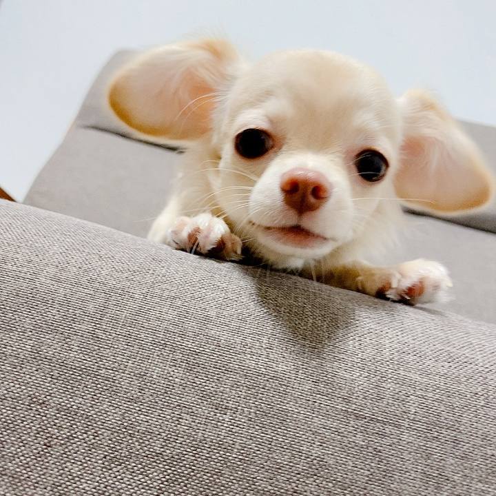 66c09787 b29c 4c41 a496 ad01f42f98f7 1597320140470