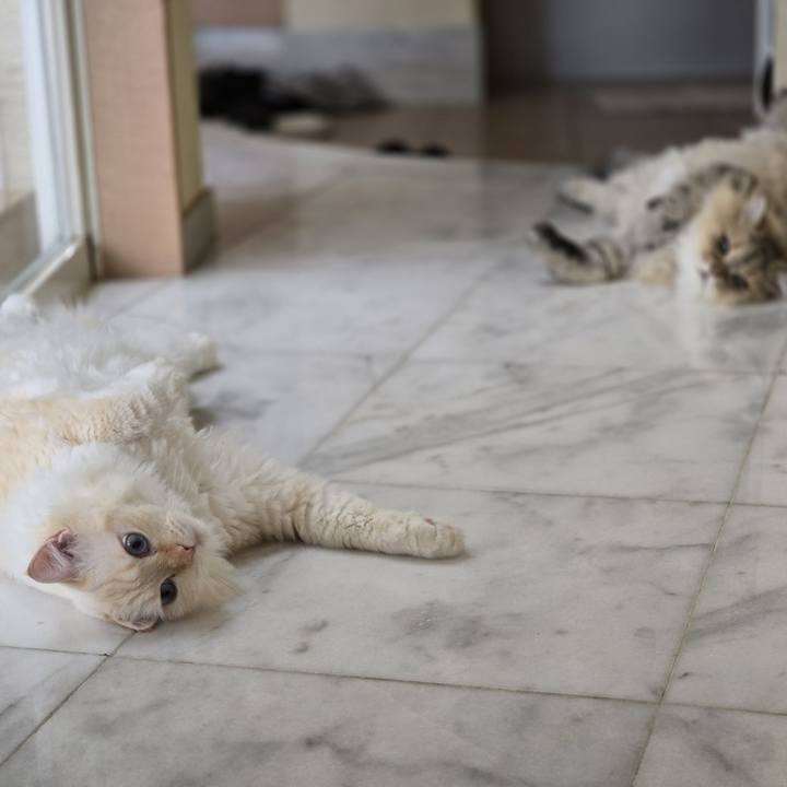 66c24cb5 b51b 4e9b bd83 6d7822e9f9f1 1758234758598