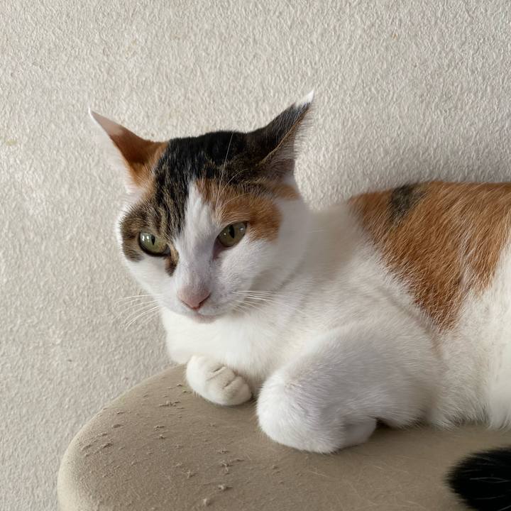 66c3eb85 0721 4e4e aba4 7bc4de1bdd10 1765323623630