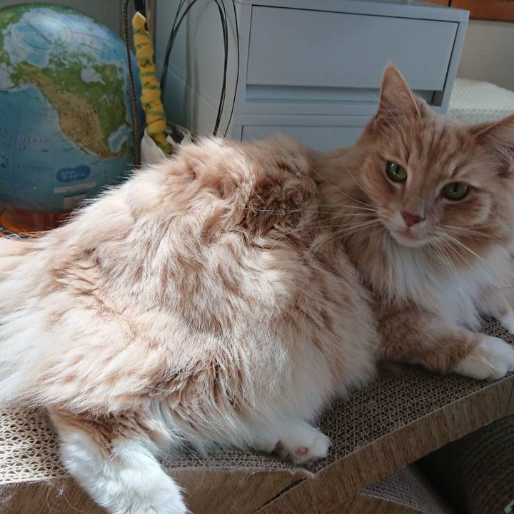 66c4e9bc 44b6 4933 a9bb 41f6819c75be 1553048003483