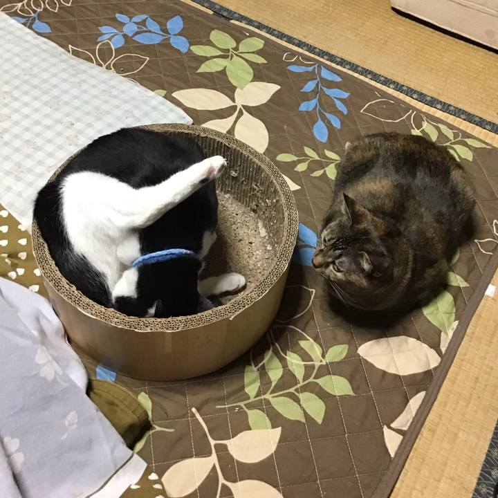 66c596a4 72a8 475e b5cd 2bec580ca973 1732872387956