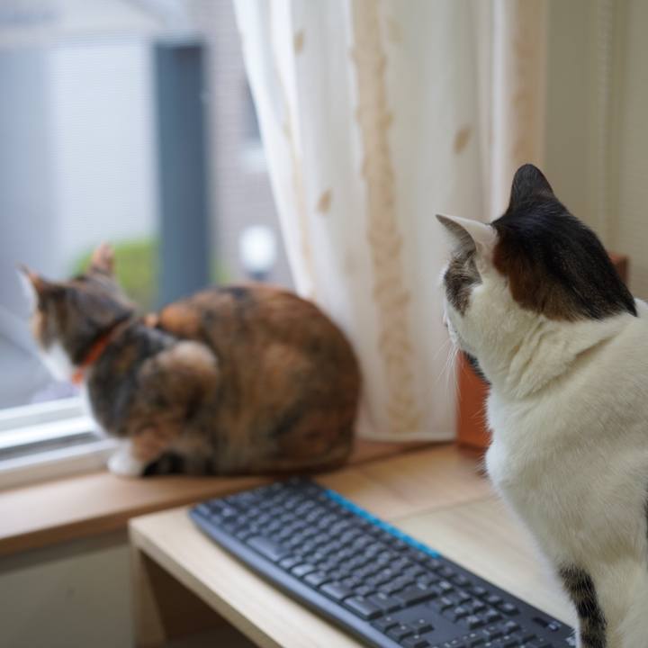 66c6ab42 5f87 4c5e b762 ff56e8141baa 1618285202512