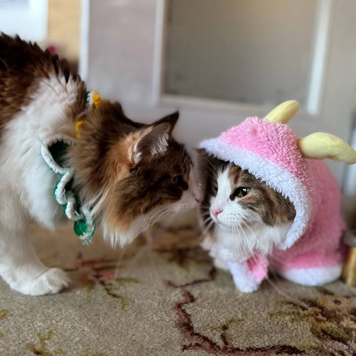 66c767ae a9be 4588 a444 18480cc36ad2 1766290895867